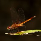Perfect landing